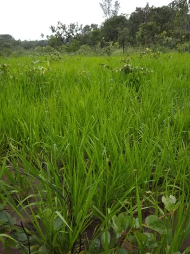 Fazenda em Porto Alegre-TO. 45mil por alqueire.