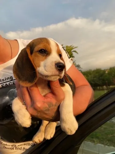 BEAGLE ALTO PADRÃO