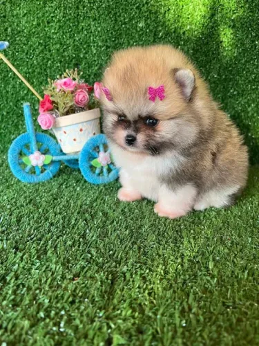 Lulu da pomerania fêmeas anão -baby face Ursinho 