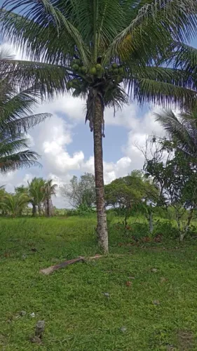 Vendo maravilhoso sítio em jaguaripe