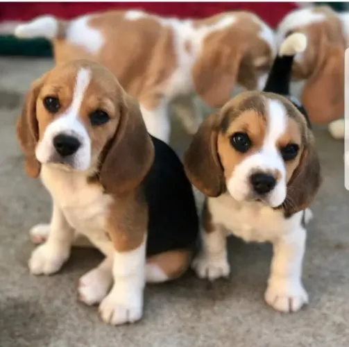 Beagle Linhagens campeã, e pais importados