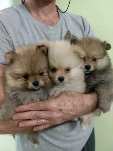Spitz Alemão Anão - O melhor presente para sua família está aqui !