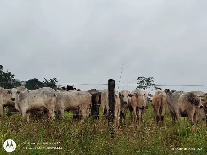 300 hectares fazenda a 130 km de Belém toda documentada por R$3 milhões