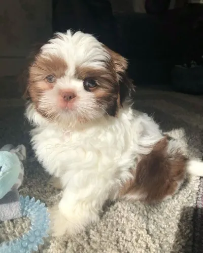 Filhote de Shih Tzu Fofo