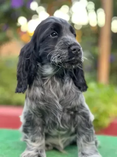 Cocker Spaniel ingles O Cão Perfeito para Quem Busca um Amigo Fiel!