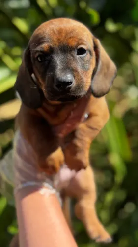 Basset salsicha um verdadeiro filhote apaixonante para seu lar