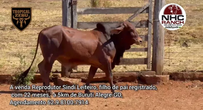 Reprodutor Sindi Leiteiro 22 meses