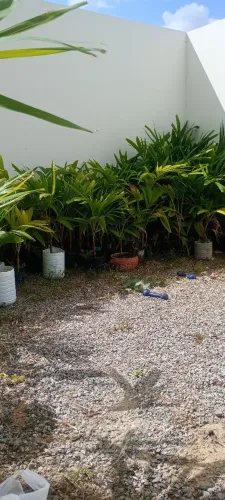 Planta