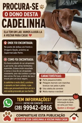 Cadelinha perdida