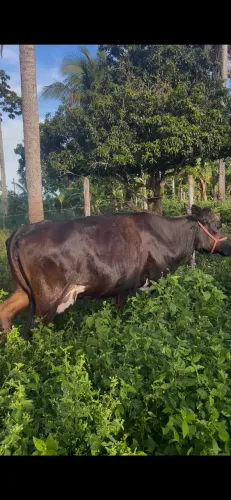 Venda de vaca leiteira 