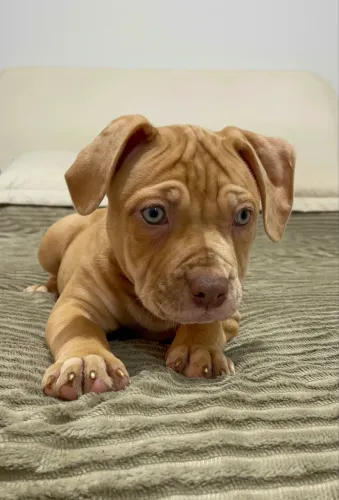 FILHOTE PIT MONSTER | AMERICAN BULLY XL | BRAZILIAN BULL