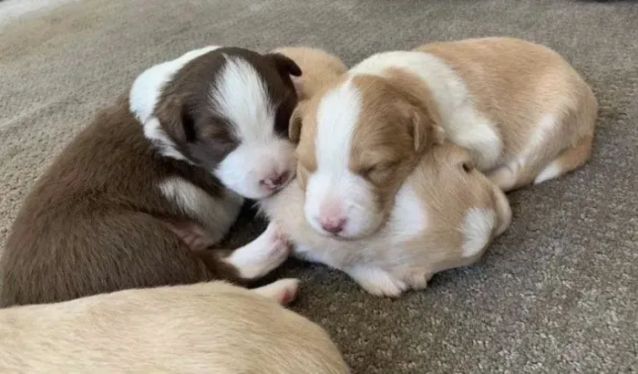 Border collie docil