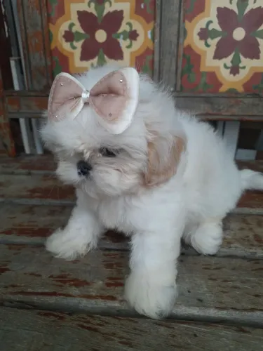 Shih Tzu Fêmeas Branca Areia