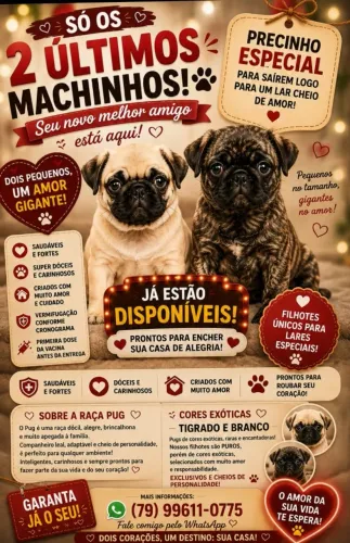 APAIXONE-SE PELO SEU NOVO MELHOR AMIGO!