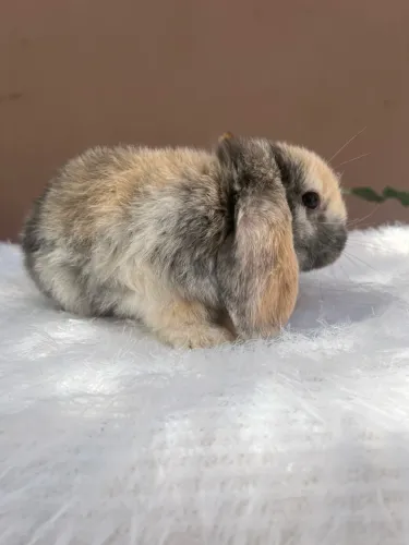 Coelho 