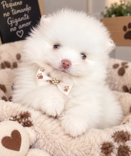 Lulu mini baby face