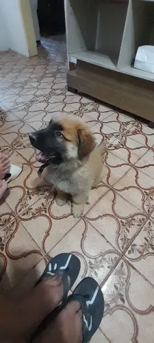 Vendo filhotes de pastor alemão com labrador