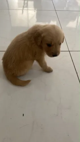 Golden retriever
