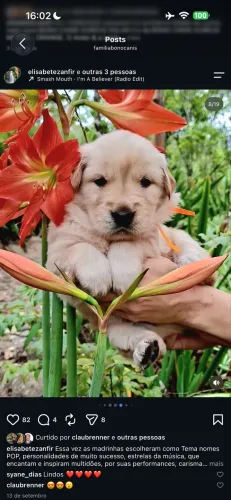 FILHOTES GOLDEN RETRIVER