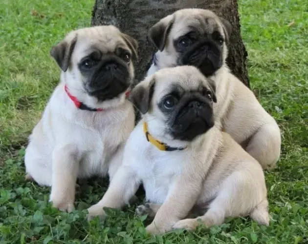Filhotinhos pug dócil com contrato e garantia de saúde em dia