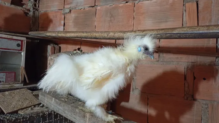 Sedosa do Brasil 