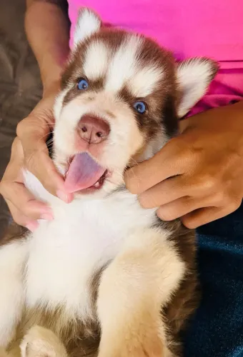 Filhote husky 