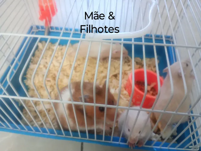 Hamster sírio