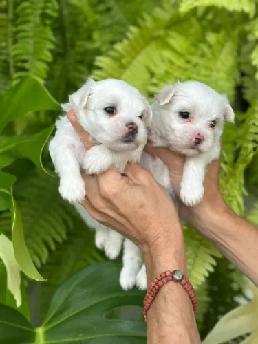 Maravilhosos malteses