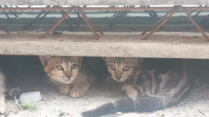 Gatinhos Para Adoção
