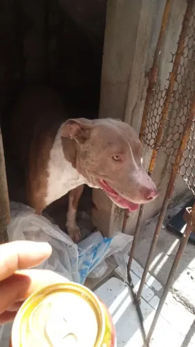 Doação de Pit Bull