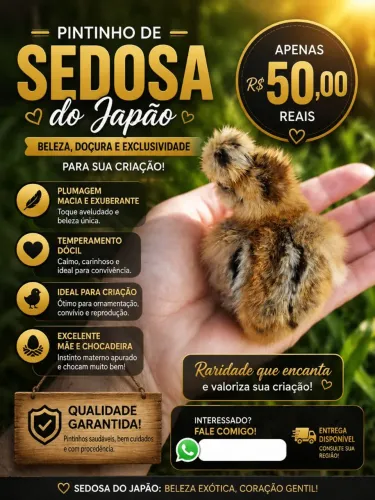 Pintinho Sedosa do Japão
