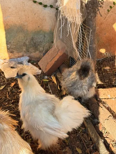 Casal Sedosa do Japão