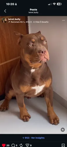 Filhote American Bully Pocket
