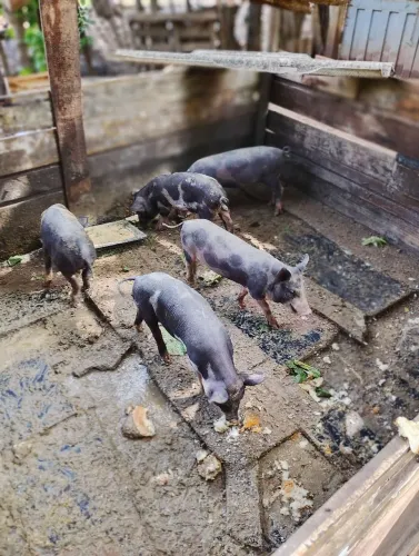 Leitoa caipira pura