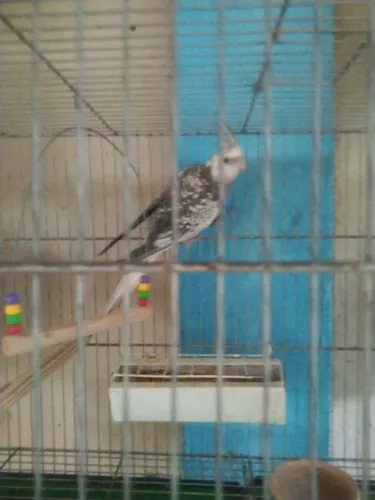 Gaiolas