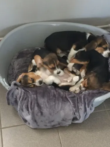 Beagle filhotes lindos 