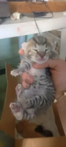 Gatinho tigre bengal