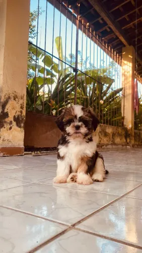 Shitzu macho, 2 meses disponível para entrega, vacina em dias e vermífugado 