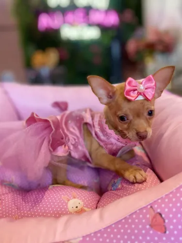 Pinscher ! Encante a vida 