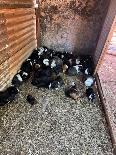 Vende-se Porquinhos da Índia