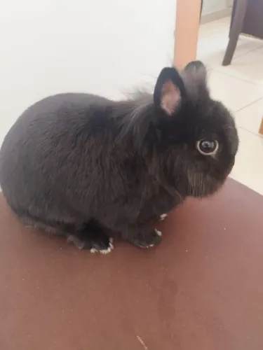Doação Coelho 
