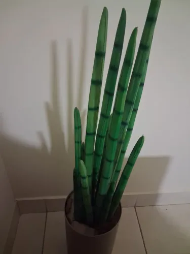 Planta Artificial