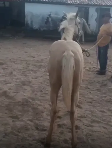Potra Pura - Para tirar Papel 