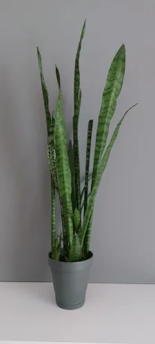 Planta Espada de São Jorge com Vaso 