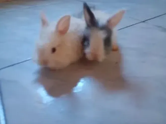 Mini coelhos para venda