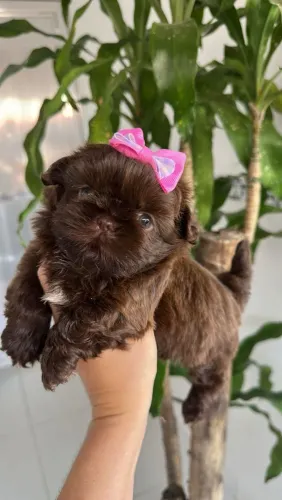 Shih Tzu Princesa!! Fêmea Disponível.
