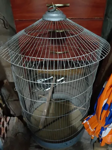 Gaiolas para periquito e calopsitas.