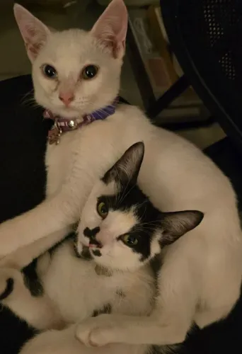 gatos (uma tem heterocromia)