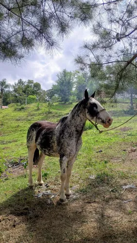 Cavalo oveiro