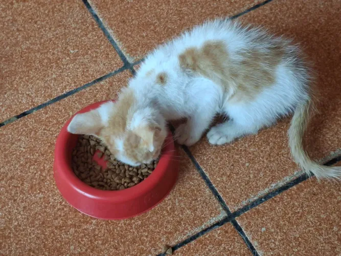 GATO PARA ADOÇÃO